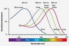 超人之眼：新款顏色和光譜傳感器如何看到人們看不見的東西