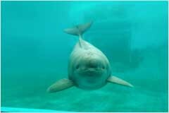 英特爾化身科技公益使者，與武漢白鱀豚保護(hù)基金會(huì)多舉踐行公益